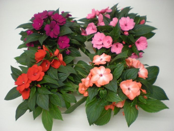 Фото товара відсутнє