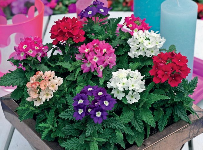 Фото товара відсутнє