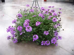 Вербена Ампельная