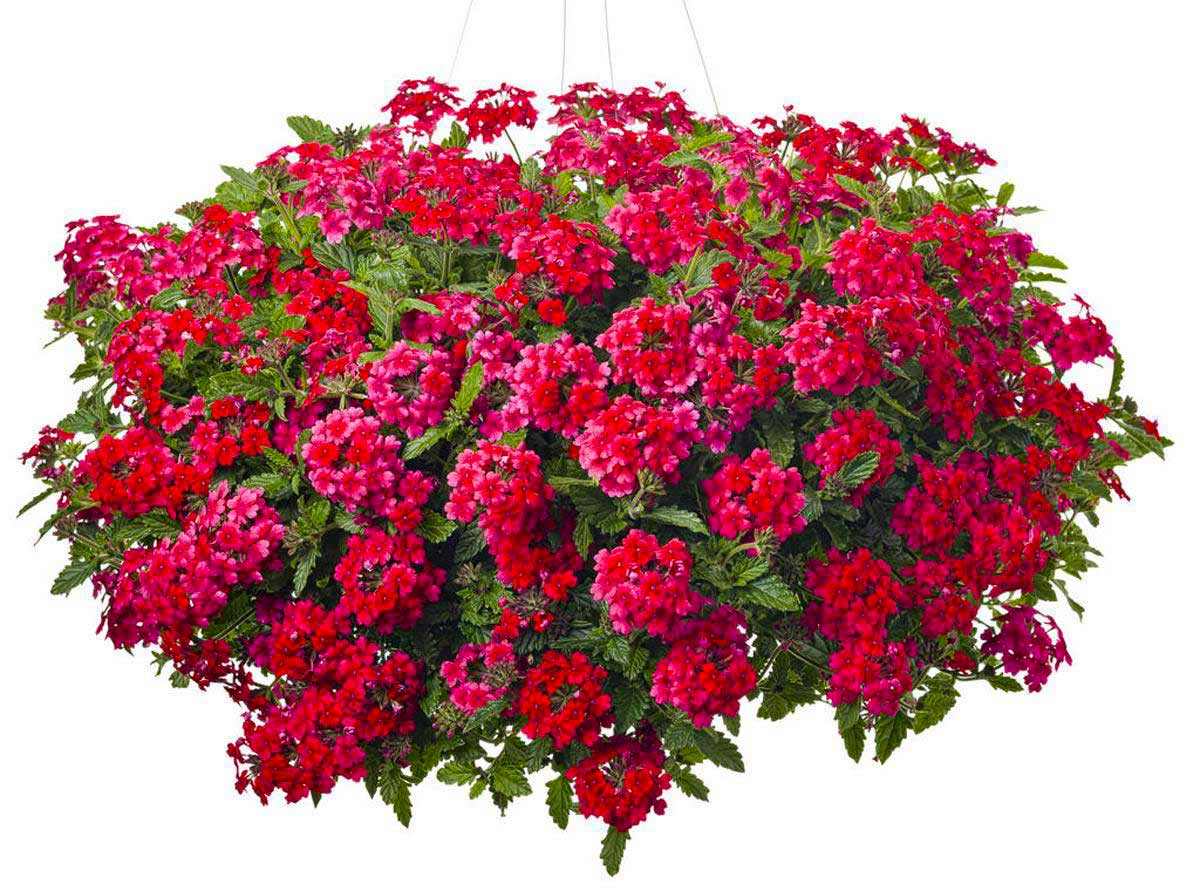 Вербена Ампельная