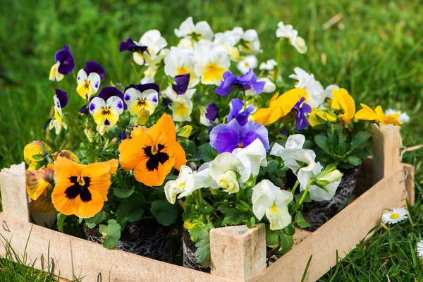 Виола (Анютины глазки)