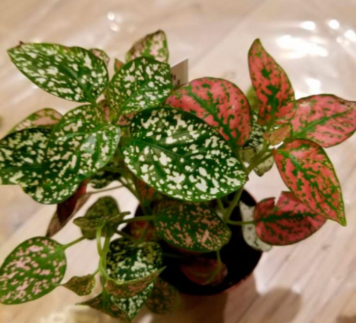 Фото товара відсутнє