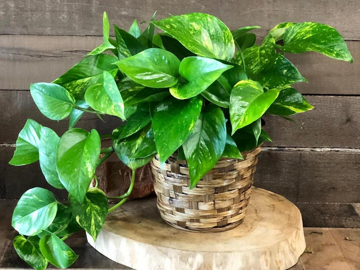 Фото товара відсутнє