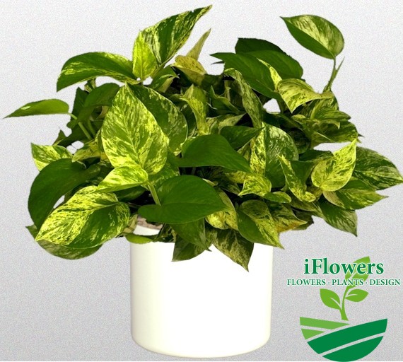 Епіпремнум