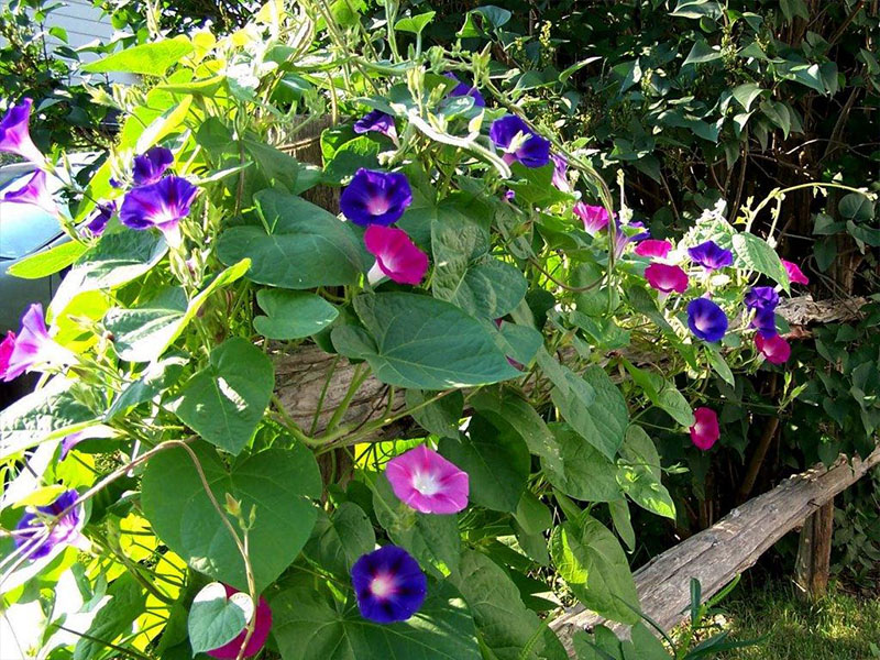 Фото товара відсутнє