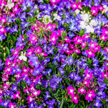 Фото товара відсутнє