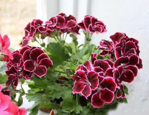 Фото товара відсутнє