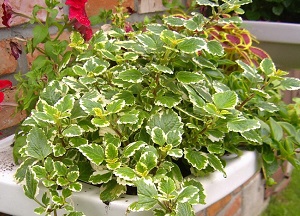 Плектрантус