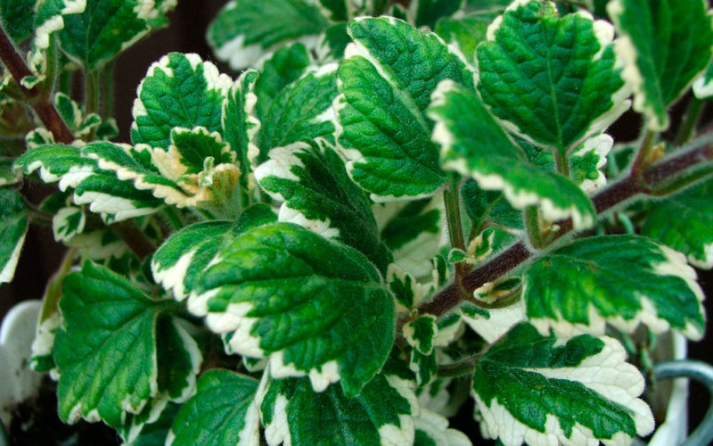 Плектрантус