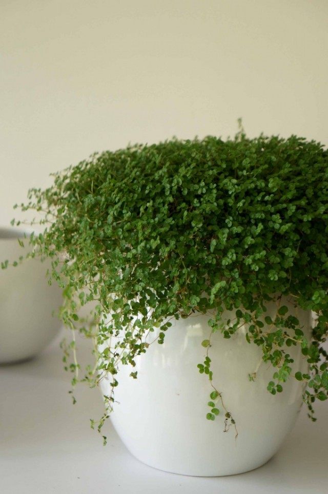 Фото товара відсутнє