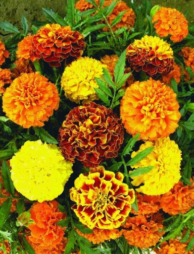 Фото товара відсутнє