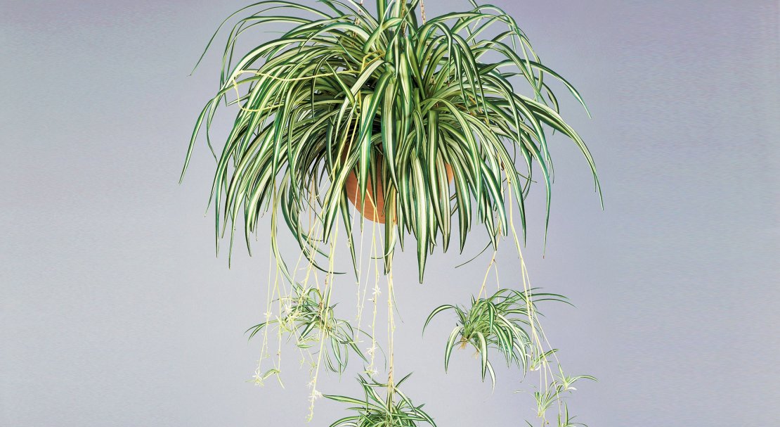 Фото товара відсутнє