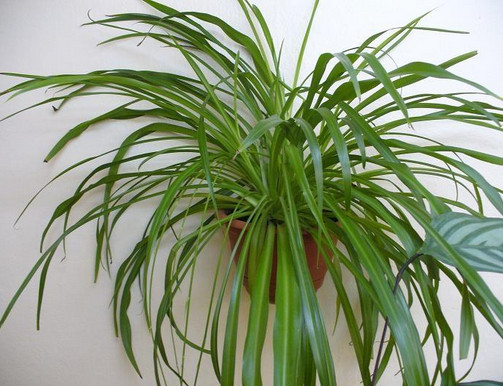 Хлорофитум