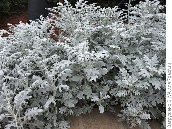 Фото товара відсутнє