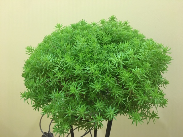 Фото товара відсутнє