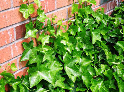 Фото товара відсутнє