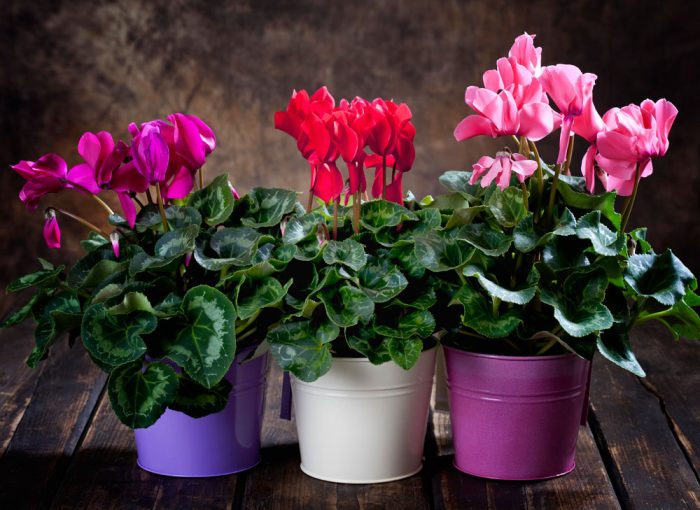 Фото товара відсутнє