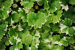 Фото товара відсутнє