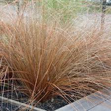 Карекс (Осока)