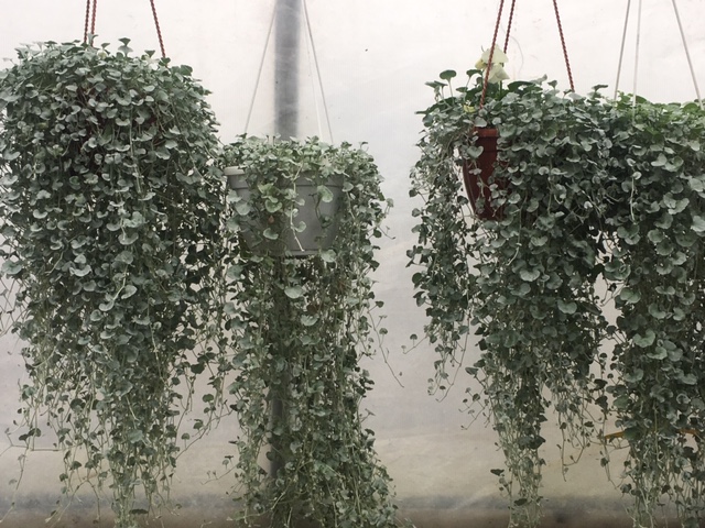 Фото товара відсутнє