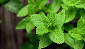 Фото товара відсутнє