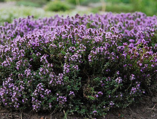 Фото товара відсутнє