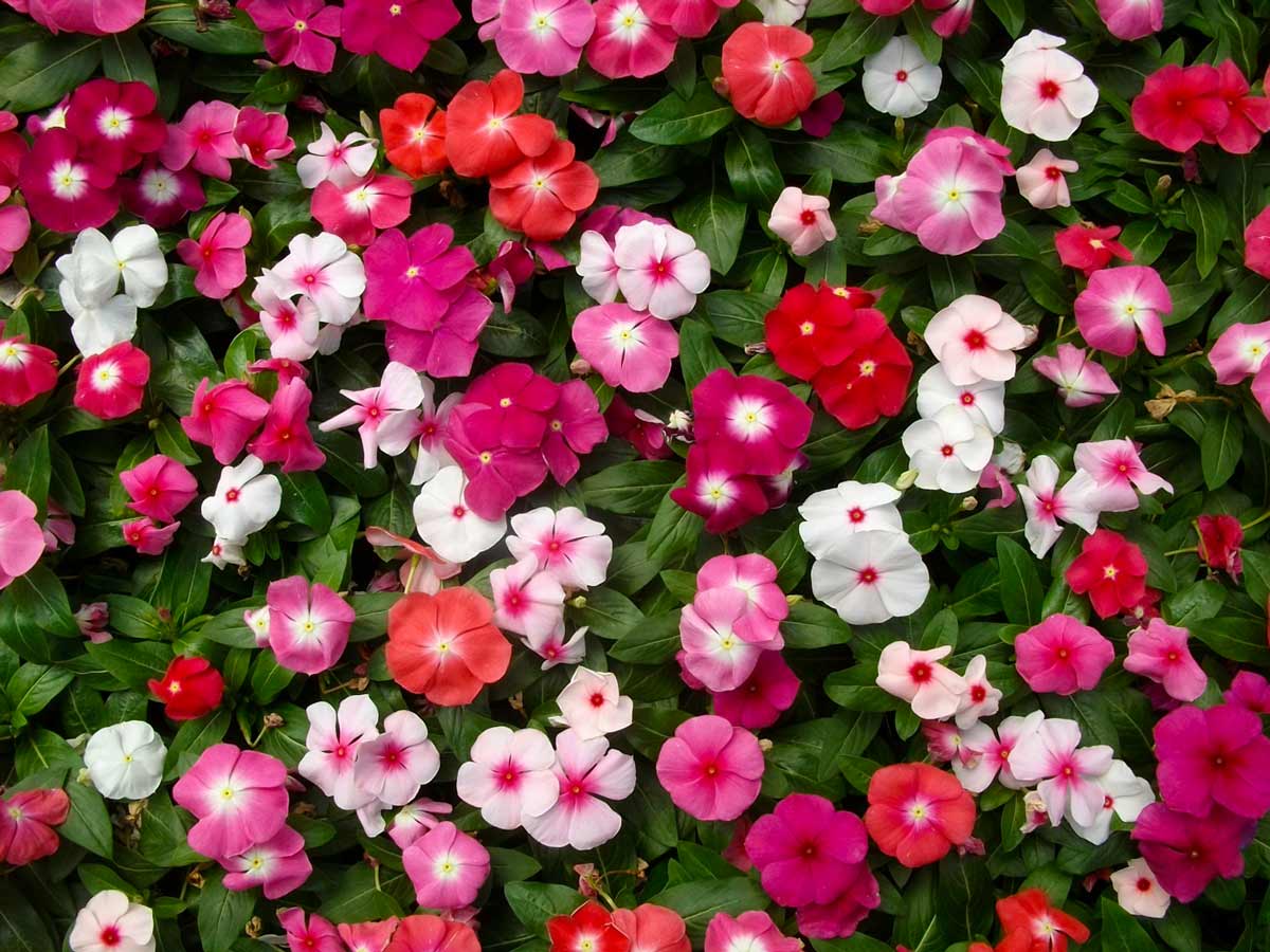 Фото товара відсутнє