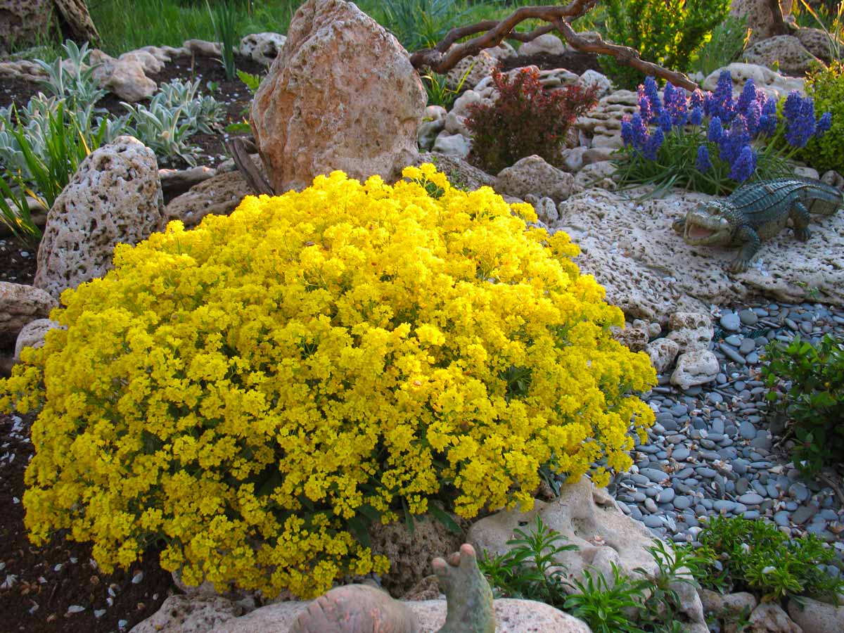 Алиссум (Бурачо́к)