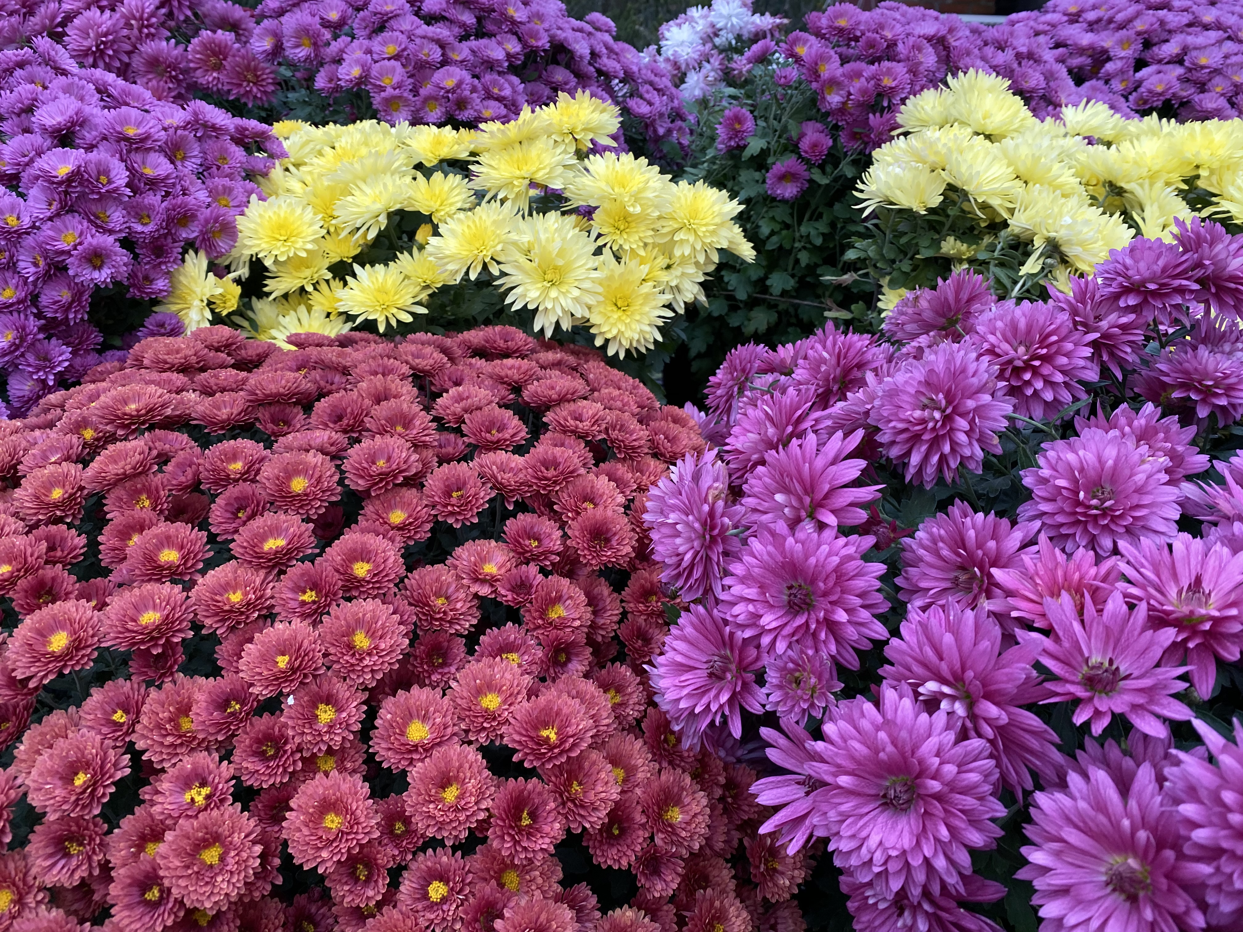 flores винница цветы