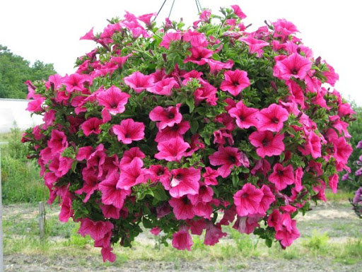 flores винница цветы