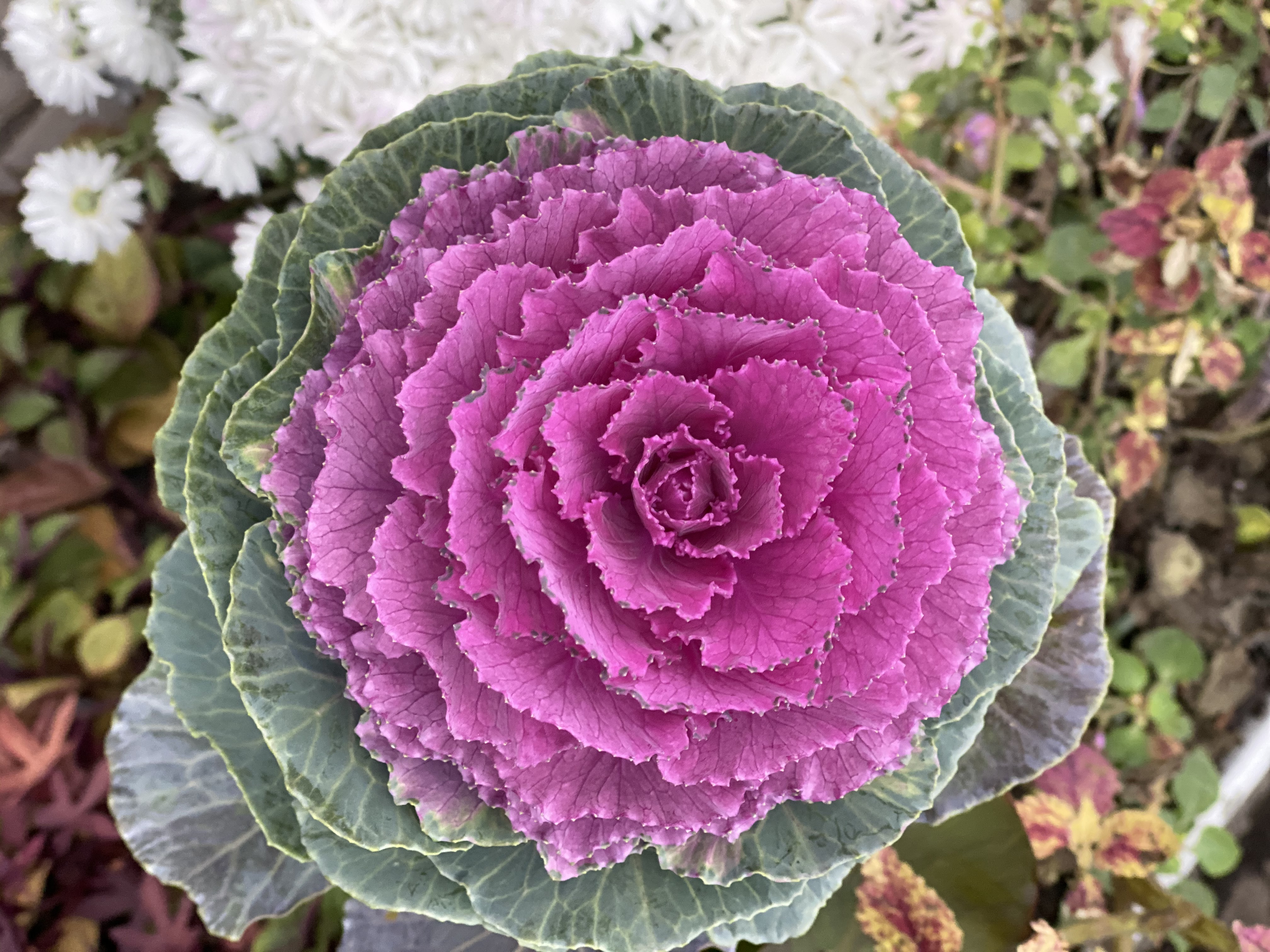 flores винница цветы