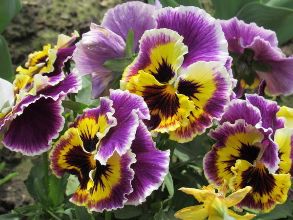 flores винница цветы